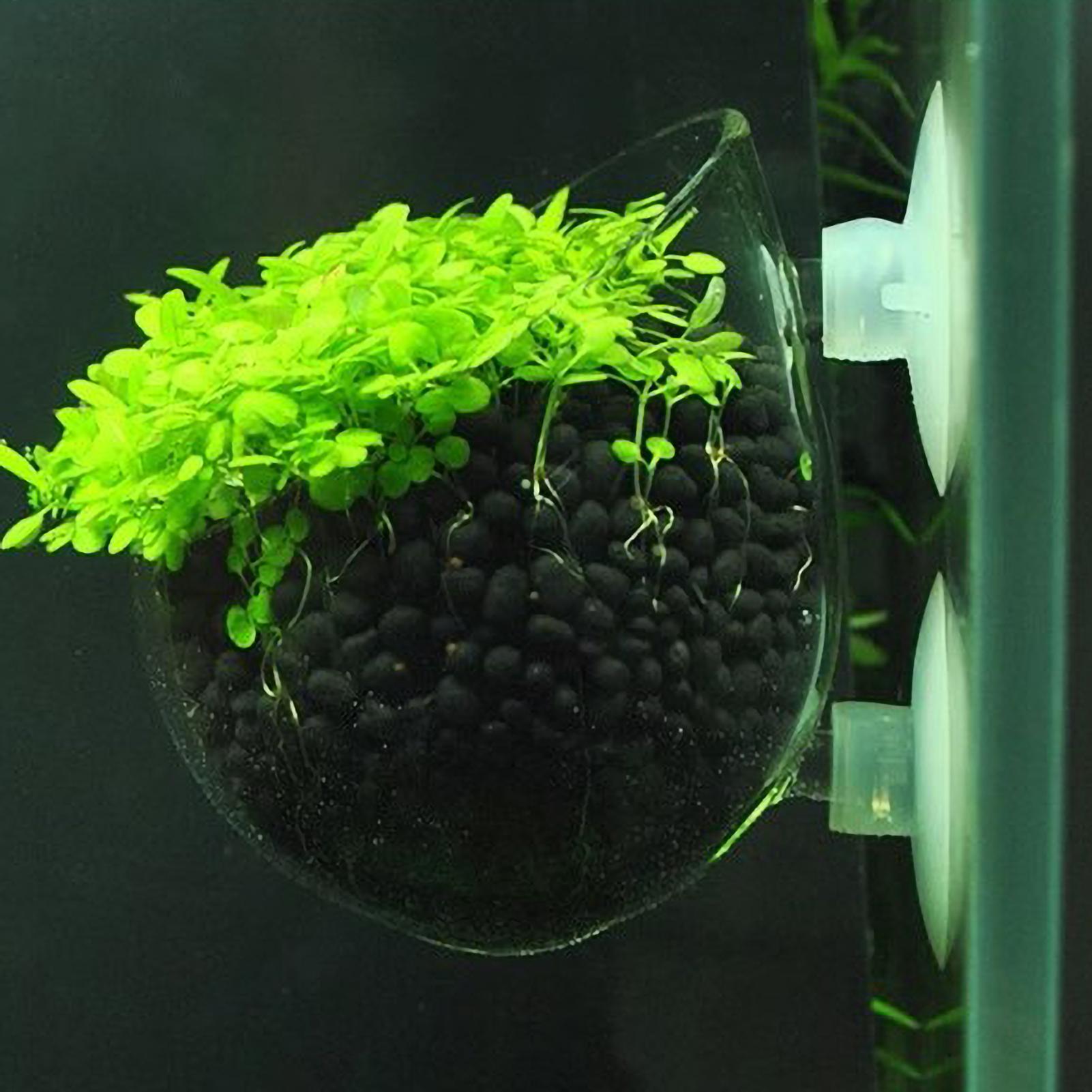 Marine Aquarium Live - Soporte para Plantas de Acuario, Maceta