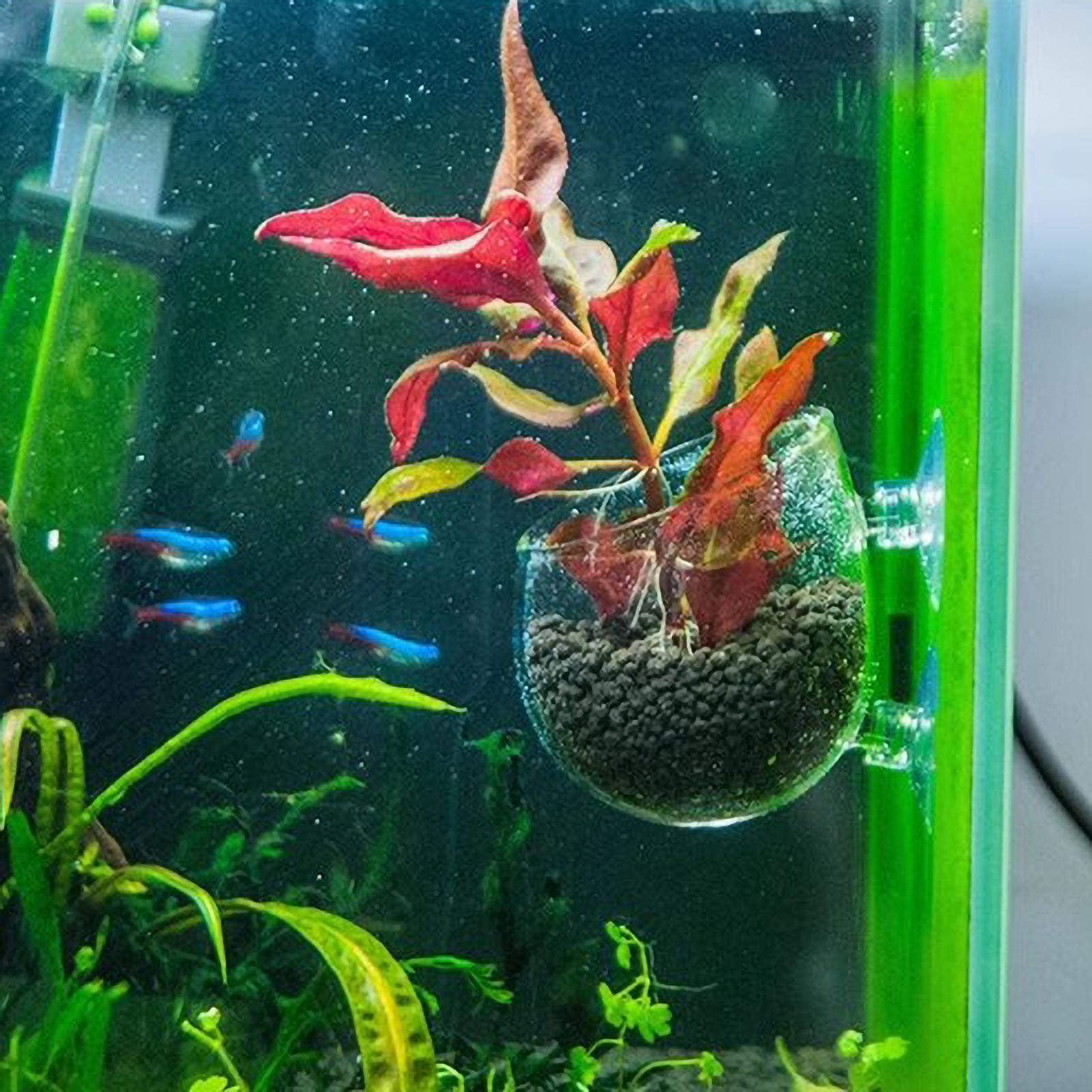 Soporte para Plantas de Acuari - Marine Aquarium Live reseña y precio