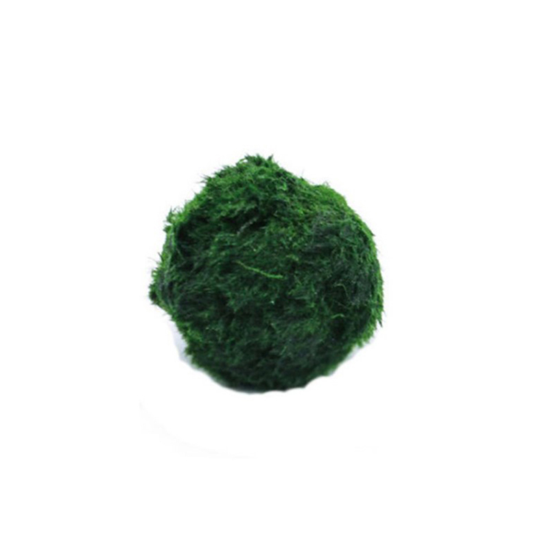 Bolas de musgo Marimo, planta  - Marine Aquarium Live reseña y precio