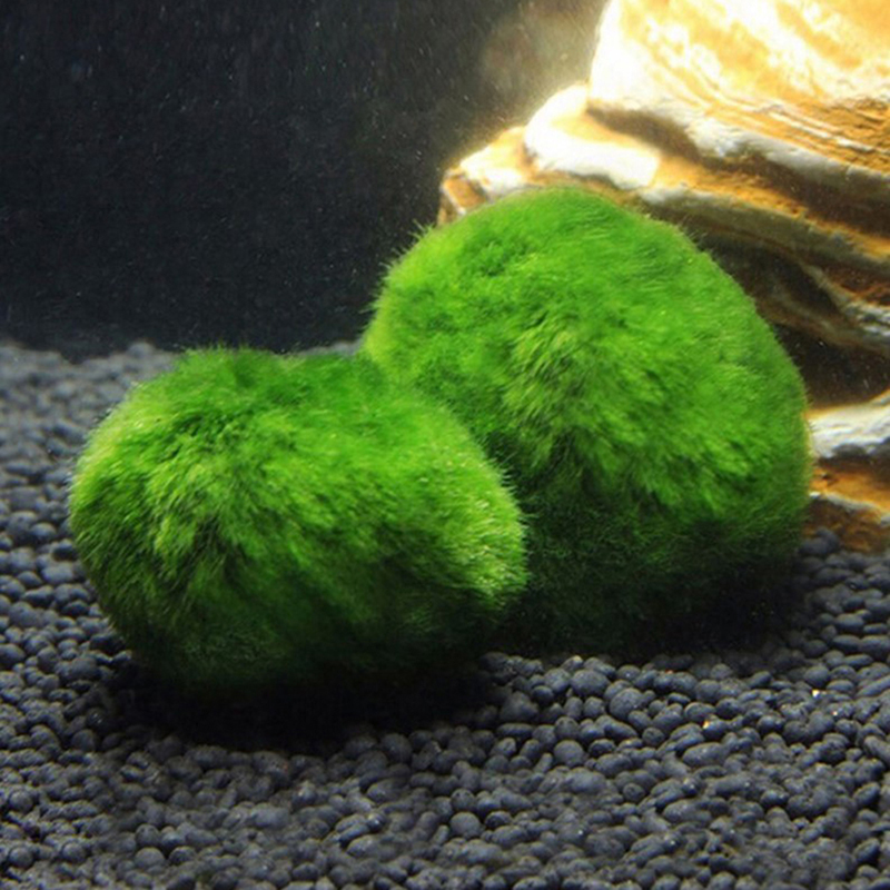 Bolas de musgo Marimo, planta  - Marine Aquarium Live reseña y precio